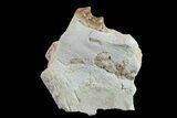 Oreodont (Merycoidodon) Jaw Section - South Dakota #157372-1